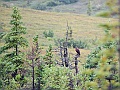 Alaska Wildlife-36